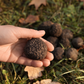 Caccia al tartufo