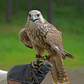 Esperienza da falconiere