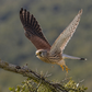 Esperienza da falconiere