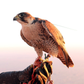 Esperienza da falconiere