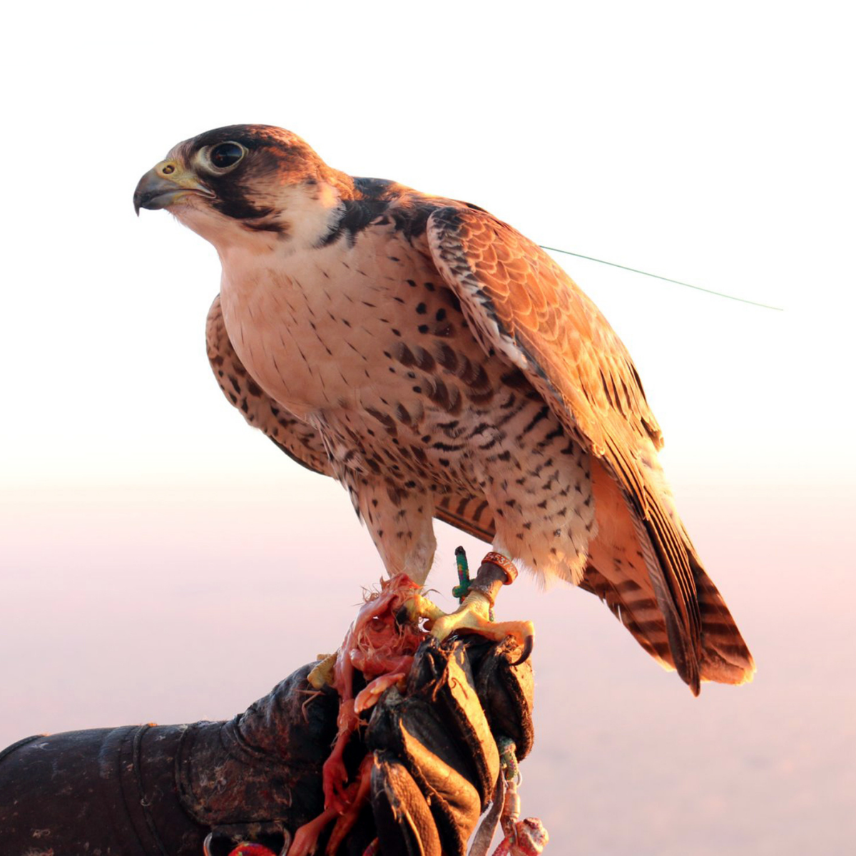 Esperienza da falconiere
