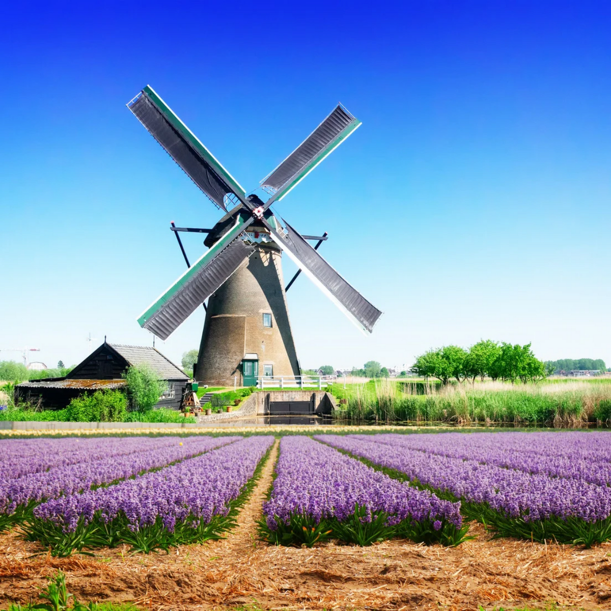 Formaggi, mulini e canali: weekend ad Amsterdam