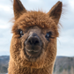 Passeggiata con gli alpaca