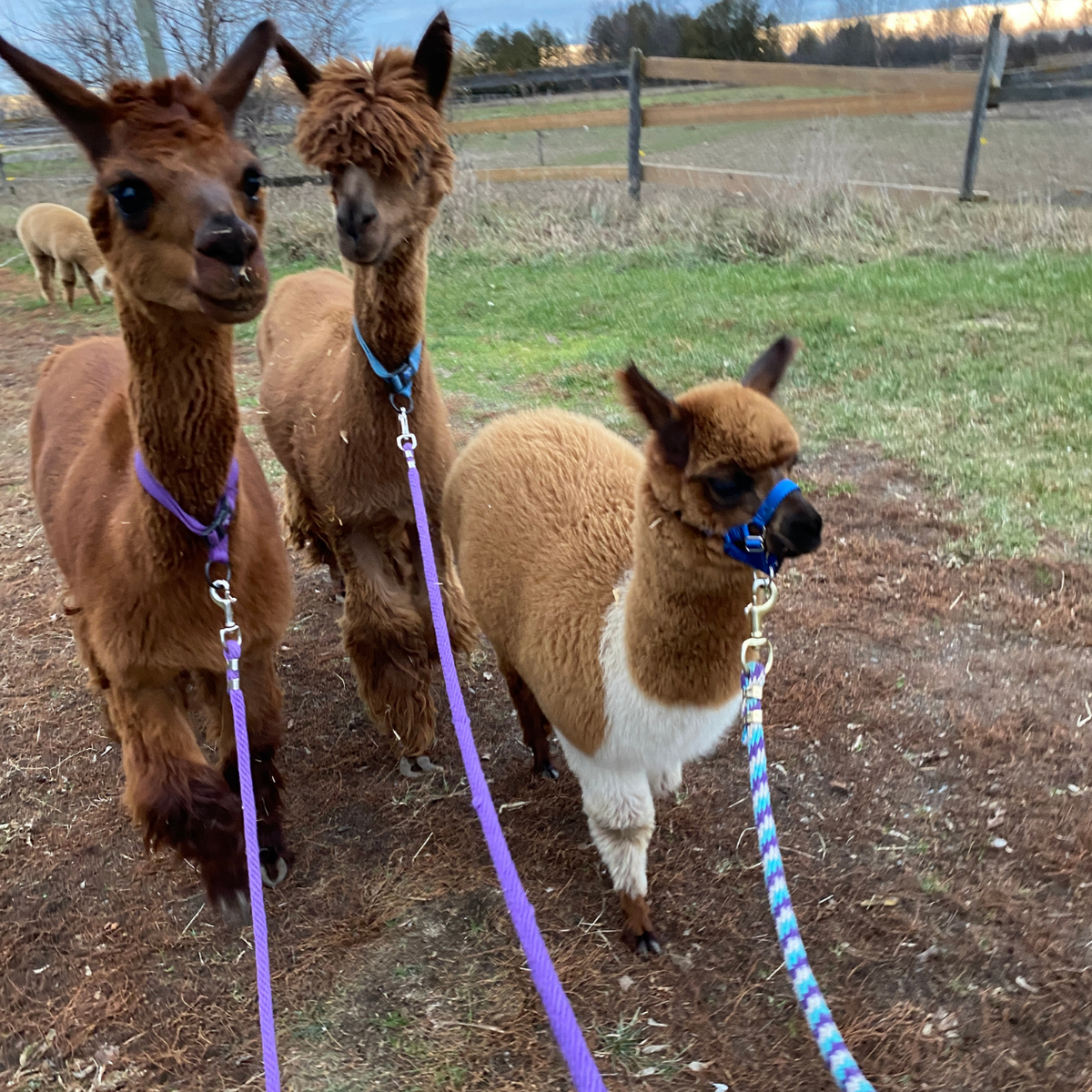 Passeggiata con gli alpaca