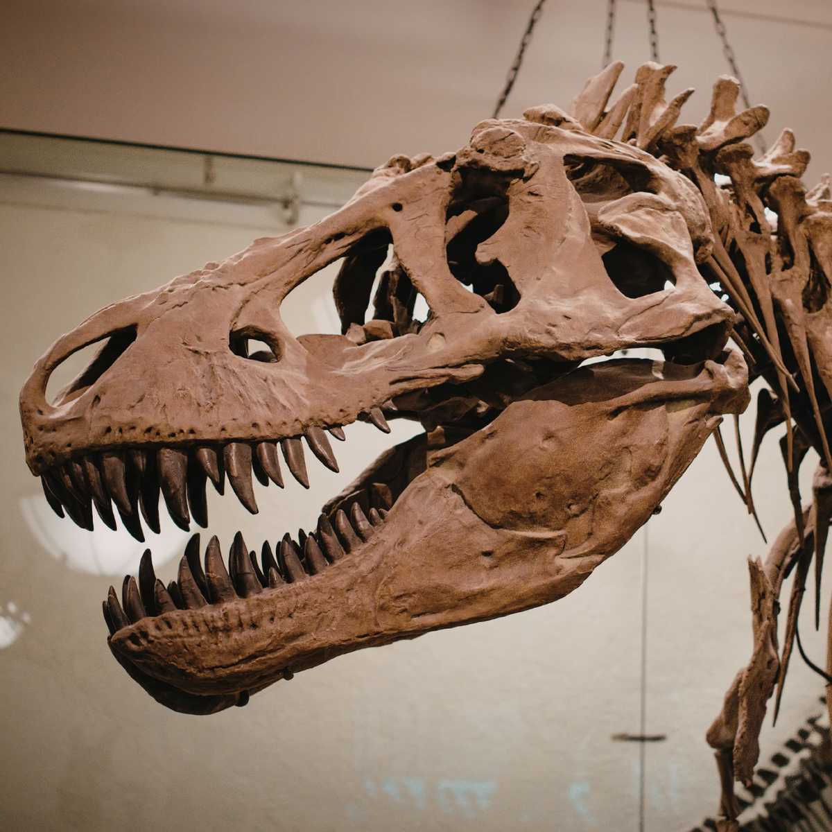 Visita in museo con guida