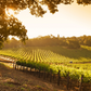 Aperitivo al tramonto in vigna