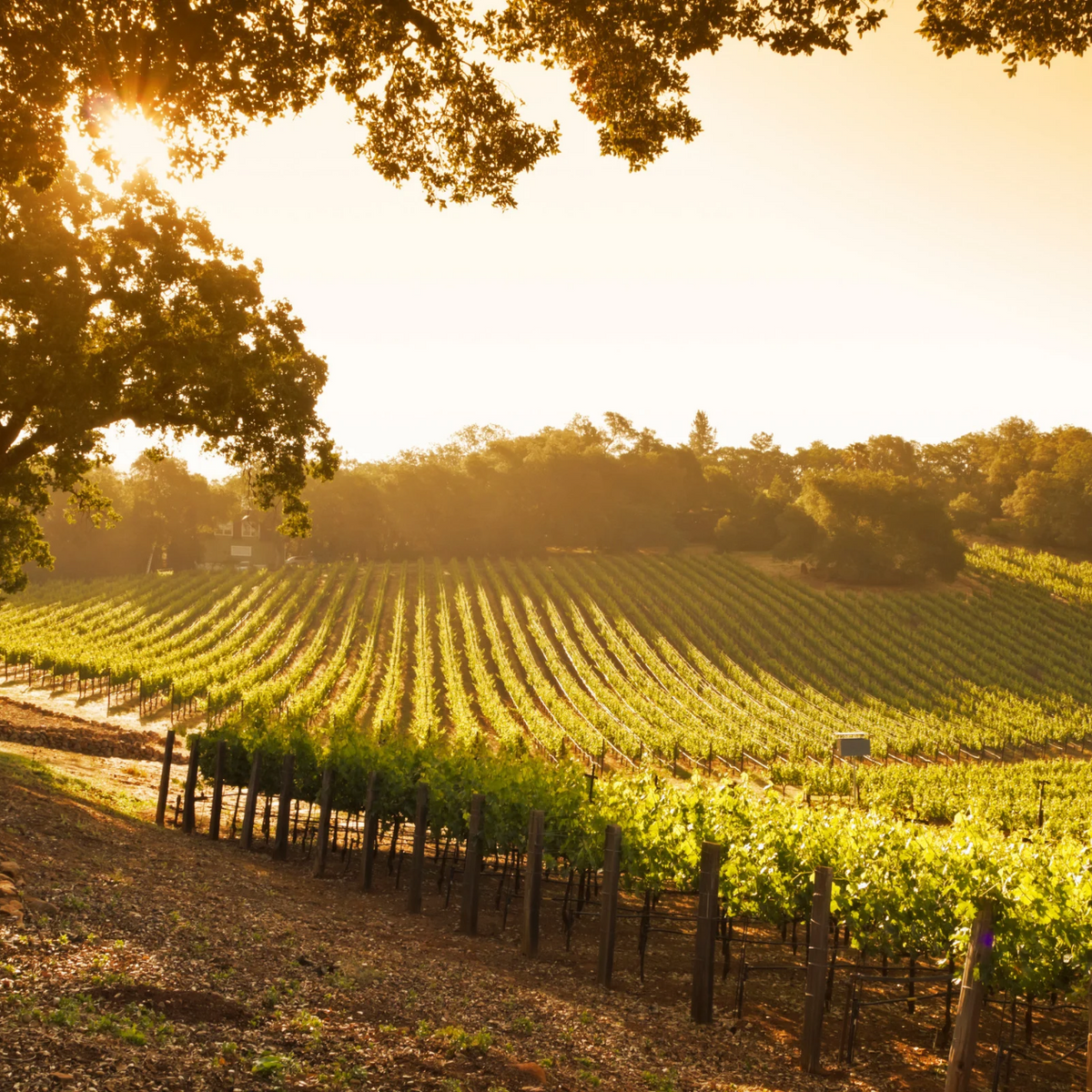 Aperitivo al tramonto in vigna
