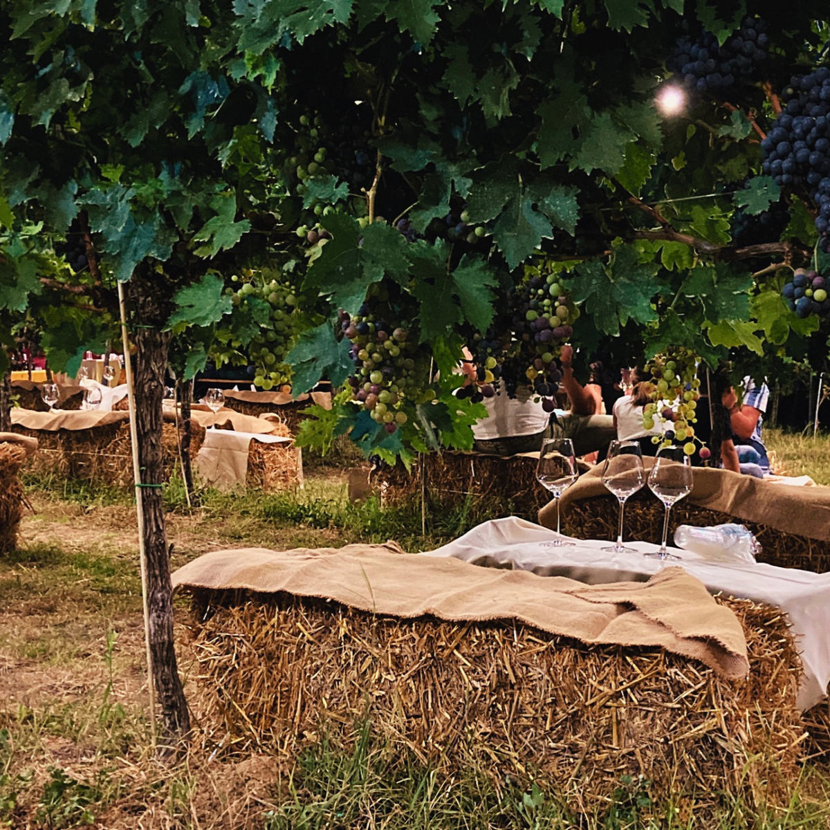 Aperitivo al tramonto in vigna