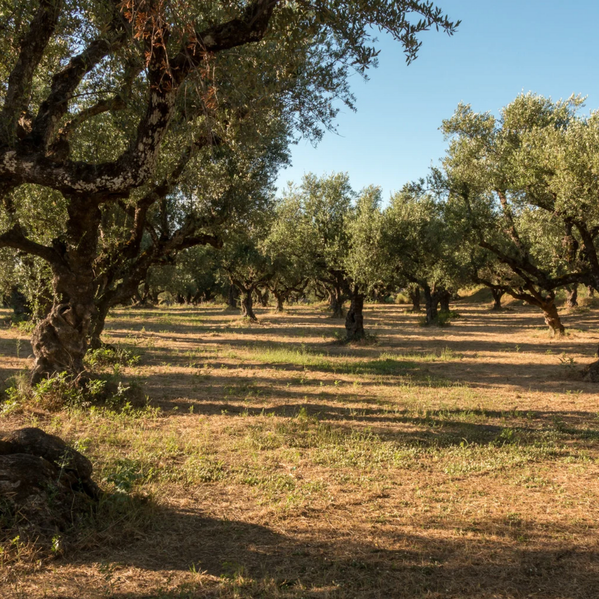 Passeggiata in oliveto e degustazione di olio