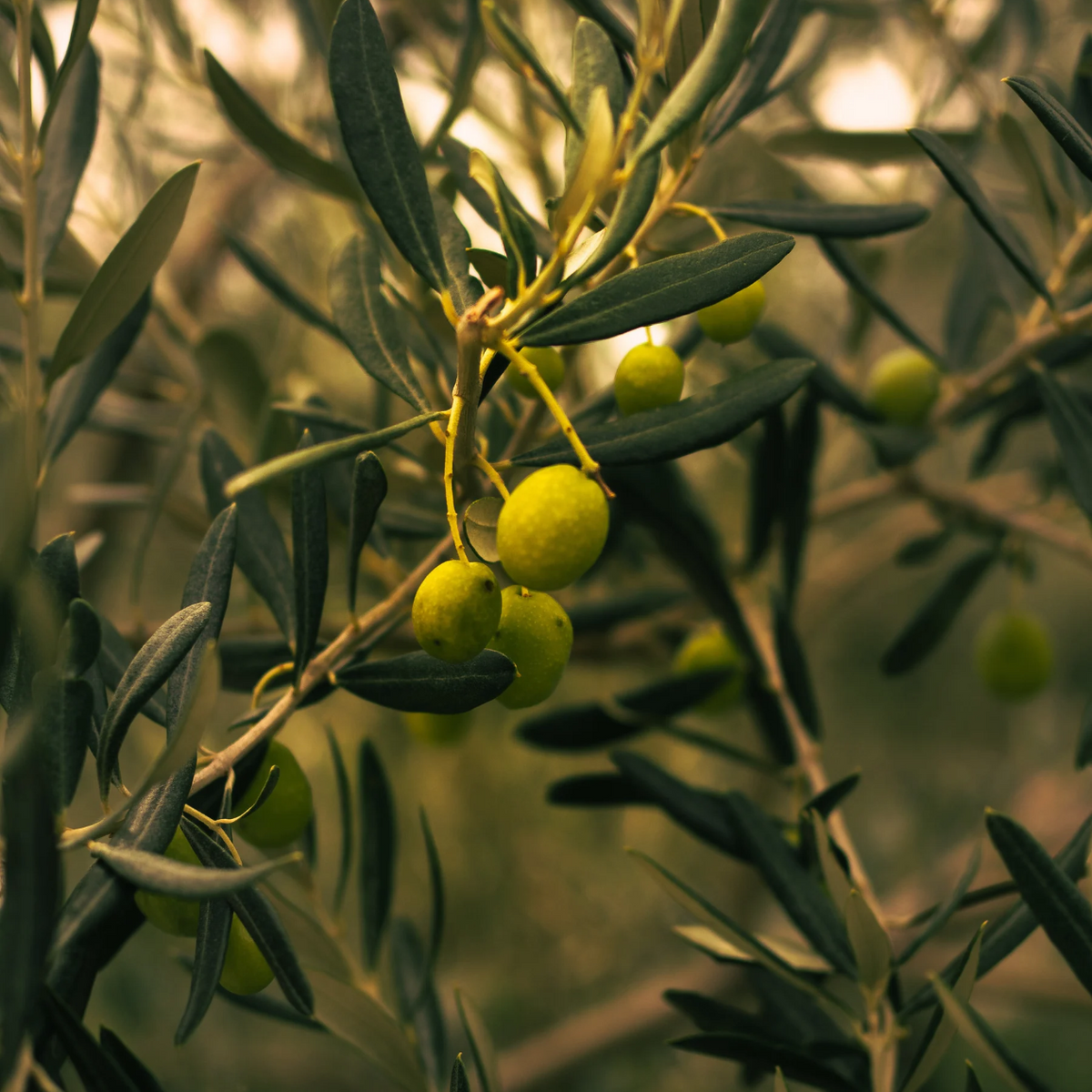 Passeggiata in oliveto e degustazione di olio