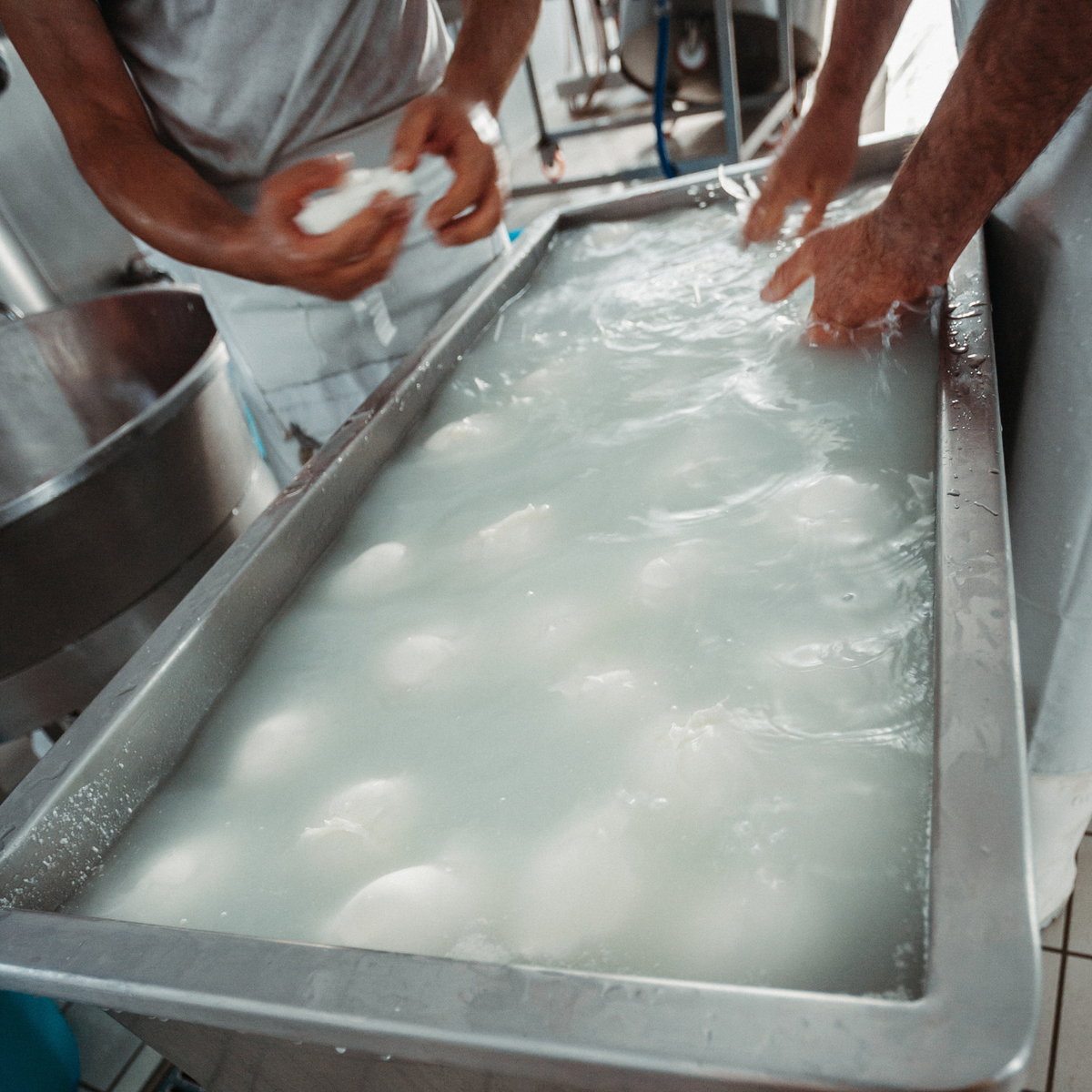 Visita al caseificio e degustazione di formaggi